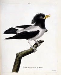 Zoological chart (ornithology): pink blackbird (reddish starling or sturnus roseus) on a branch. Illustration in 