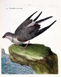 Zoological chart (ornithology): sea partridge (glareole a necklace or glareola pratincola). Illustration in 