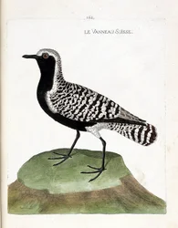 Zoological chart (ornithology): the Swiss lamb (silver plover or pluvialis squatarola). Illustration in 