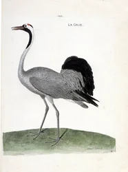 Zoological chart (ornithology): the crane. Illustration in 