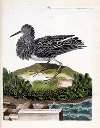 Zoological chart (ornithology): the ruff or the male sea peacock (ruff or Philomachus pugnax). Illustration in “The History of the Birds, Painted in Their Visible and Sensitive Aspects” by François Nicolas Martinet (1731-1800). Private collection