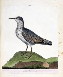 Zoological chart (ornithology): the grey maubeche. Illustration in 