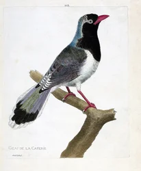 Zoological Chart (Ornithology): The Jay of the Coffee Shop (Red-Beaked Pirolla or Urocissa Erythrorhyncha). Illustration in 