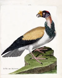 Zoological chart (ornithology): the king of vultures. Illustration in 