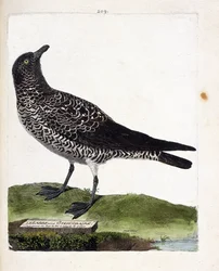 Zoological chart (ornithology): the labbe or stercorar. Illustration in 