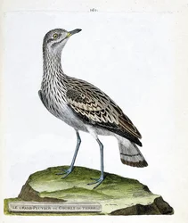 Zoological chart (ornithology): the large plover or crow. Illustration in 