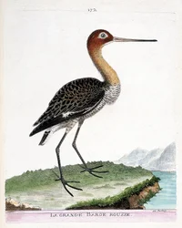 Zoological plate (ornithology): the black-tailed godwit (Limosa limosa). Illustration in “The History of the Birds, Painted in Their Appearing and Sensitive Aspects” by François-Nicolas Martinet (1731-1800). Private collection.
