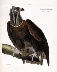 Zoological chart (ornithology): the large vulture (monk vulture or Aegypius monachus) on a branch. Illustration in “The History of the Birds, Painted in Their Appearing and Sensitive Aspects” by François Nicolas Martinet (1731-1800). Private collection.