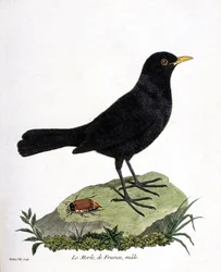 Zoological chart (ornithology): the male blackbird (black blackbird or Turdus merula). Illustration in “The History of the Birds, Painted in Their Appearing and Sensitive Aspects” by François Nicolas Martinet (1731-1800). Private collection.
