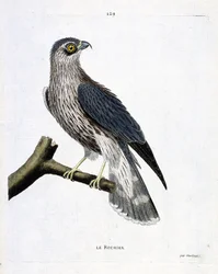Zoological chart (ornithology): the rock (emerillon falcon or falco colombarius) on a branch. Illustration in 
