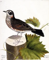Zoological chart (ornithology): the thrush commonly called the mauvis (mauvis thrush or turdus iliacus) on a tree strain. Illustration in 
