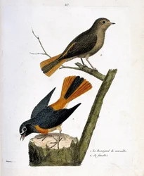 Zoological chart (ornithology): the wall nightingale on a tree trunk and its female (redtail with white forehead or Phoenicurus phoenicurus) on the branch. Illustration in “The History of the Birds, Painted in Their Appearing and Sensitive Aspects” by