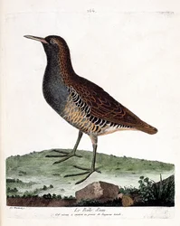 Zoological Chart (Ornithology): The Water Rale (Rallus Aquaticus). Illustration in 