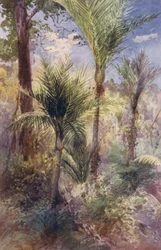 New Zealand: Nikau Palms