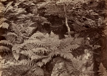 Untitled Fern Study