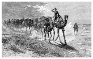 Camels carrying wool