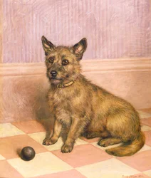 Waiting to Play, a Cairn Terrier with a Ball
