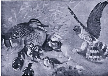 A near thing, Harrier and duck