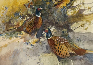 Cock Pheasants under a Beech Tree