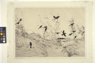 Blackbirds And Rushes
