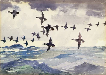 Scoters over Water