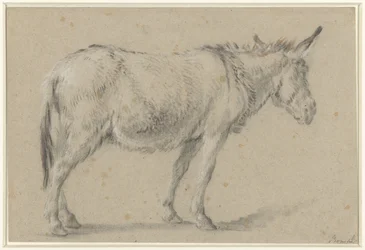 Standing Donkey, Facing Right