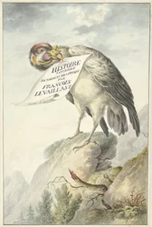 Bearded Vulture with a Piece of Paper in its Beak (HISTOIRE NATURELLE DES OISEAUX DAFRIQUE)
