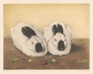 Two Himalayan Rabbits