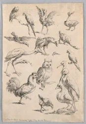 Assortment of Birds, from the 