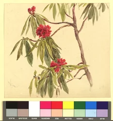 Flower Study (Daphne)