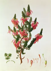 Heather, Erica Sebana, engraved by Mackenzie