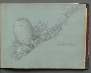 Album with Views of Rome and Surroundings, Landscape Studies, page 49a: Study of an Evergreen Branch with Pinecone
