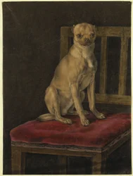 Pug