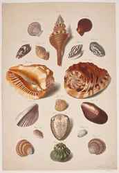 Illustration Plate with Shells