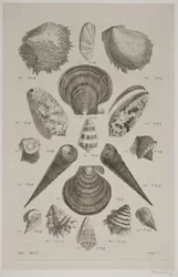 Plate with Shells. Plate 12.