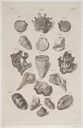 Plate with Shells. Plate 2.