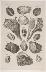 Plate with Shells. Plate 3.