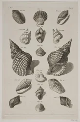 Plate with Shells. Plate 5.
