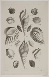 Plate with Shells. Plate 7.