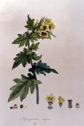 From "Flora Monacensis" by F. De Paola De Schrank. Munich 1816