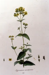The mountain hypericum or a thousand-wort (St. John