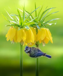 Blue Tit Yellow Blooms