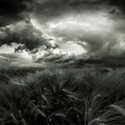 Stormy Wheat Field