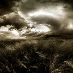 Stormy Wheat Field
