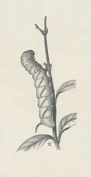 Full-Grown Caterpillar of the Privet Hawk-Moth, Similarly Occupied, c. 1900, 1910