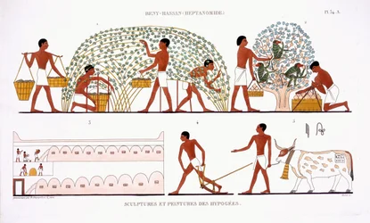 Fruit Picking, from a Rare Record of Frescoes from Thebes, recorded 1819-1822 on his second visit to Egypt by Frederic Cailliaud