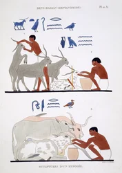 Veterinary Work, from a Rare Record of Frescoes from Thebes, recorded 1819-1822 on his second visit to Egypt by Frederic Cailliaud