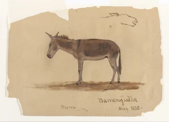 A Donkey, Barranquilla, Colombia