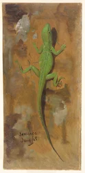 A Lizard, Jamaica