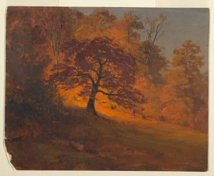Autumn Foliage